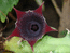 Цветок Эхинопсиса
