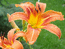лилия оранж