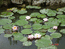 кувшинки в пруду