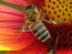 пчела 2