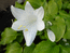 лилия белая