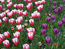 тыльпаны фиолетовые